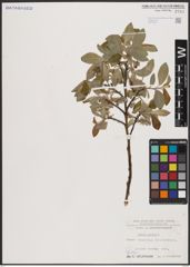 Foto von Salix caprea L.